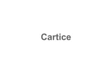 Cartice